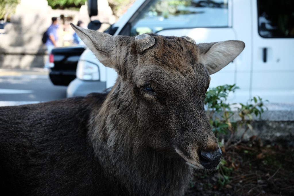 Deer in Nara